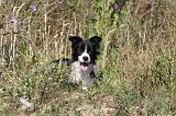 BORDER COLLIE 346
